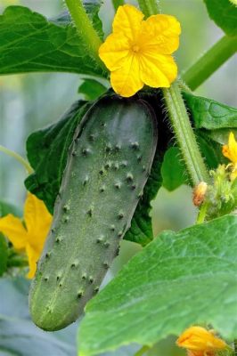  The Wonderful Tale of Why Cucumbers Grow on Vines! A Lesson in Perseverance and Nature's Resilience!